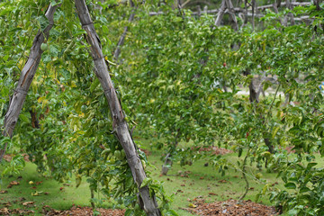 passion fruit in cultivation area agriculture
