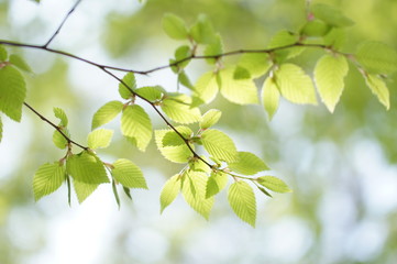 新緑のシデの葉