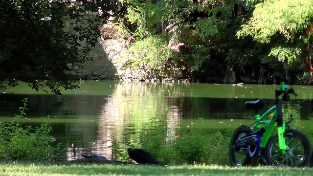 parco bicicletta albero stagno video