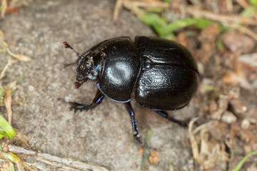 Dor-beetle
