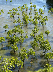 Young mangrove trees .