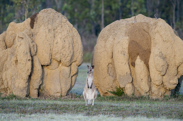 kangaroo and giant termite ant mounds.