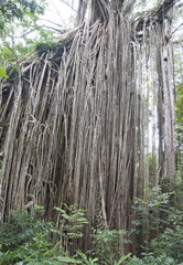 Giant curtain Fig tree.