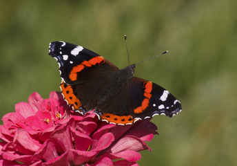 Red Admiral butterfly on zinnia flower