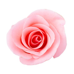 pink rose flower on white background - obrazy, fototapety, plakaty