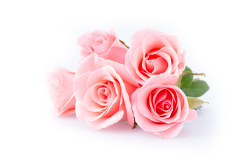 pink rose flower on white background