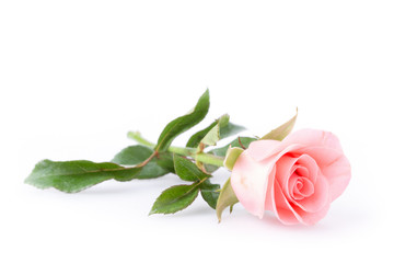 Fototapeta premium pink rose flower on white background