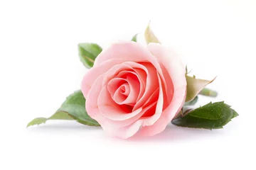 Poster Im Rahmen rosa Rosenblüte auf weißem Hintergrund © sutichak