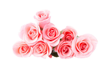 pink rose flower on white background