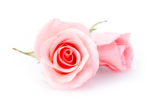 pink rose flower on white background