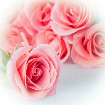 rose flower bouquet vintage background