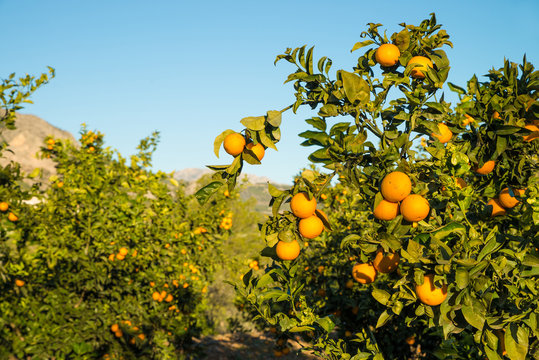 Orange Field