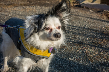 Blask and White Dog With Brown Eyes © George Cole