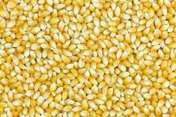 Yellow grain corn
