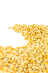Close up yellow grain corn