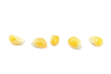 Close up yellow grain corn