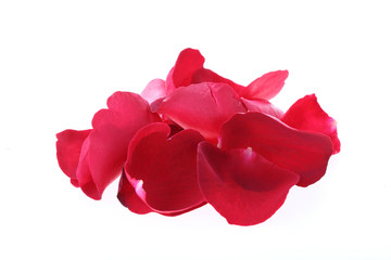 petal red rose flower isolated on white background