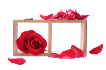 wood shelf decorated with red rose flowers isolated