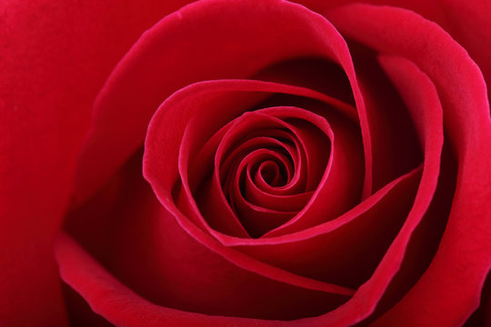 red rose flower background