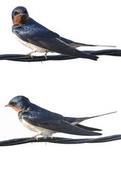 電線に留まるツバメ(横)