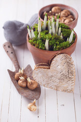 Spring flowers in pot. Spring concept.