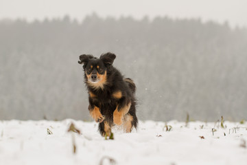 Ein Hund der voller Freude durch den Schnee rennt