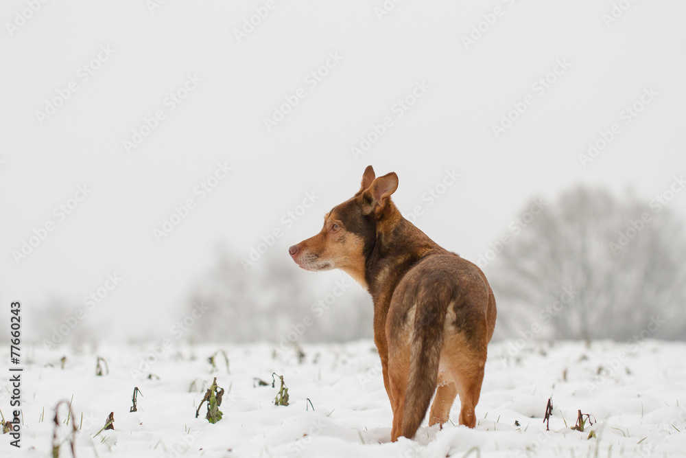 Poster Hund im Schnee