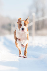 American staffordshire terrier puppy running in winter