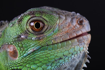 Green Iguana