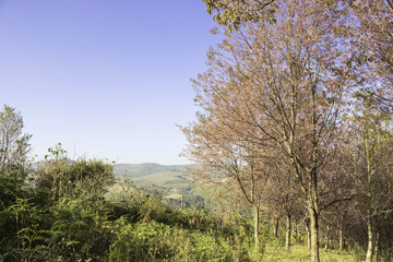 Fototapeta premium Sakura pink nature views in Phuromro Loei,Thailand