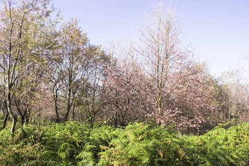 Obraz premium Sakura pink nature views in Phuromro Loei,Thailand