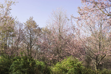 Fototapeta premium Sakura pink nature views in Phuromro Loei,Thailand