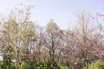 Sakura pink nature views in Phuromro Loei,Thailand