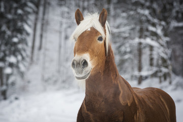Haflinger im Schnee