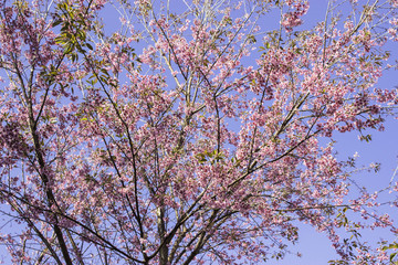 Sakura pink nature views in Phuromro Loei,Thailand