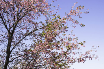 Sakura pink nature views in Phuromro Loei,Thailand