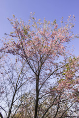 Fototapeta na wymiar Sakura pink nature views in Phuromro Loei,Thailand