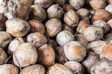 Group of dry coconut .