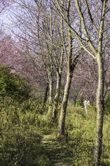 Sakura pink nature views in Phuromro Loei,Thailand