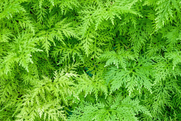 green fern
