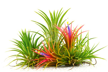 Tillandsia on white background.
