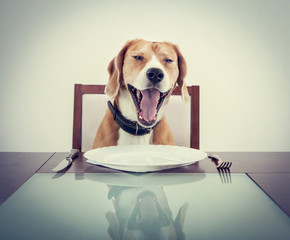 Yawning beagle dog tired to wait waiter
