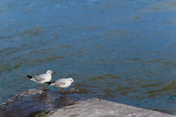 Pair of Seagulls