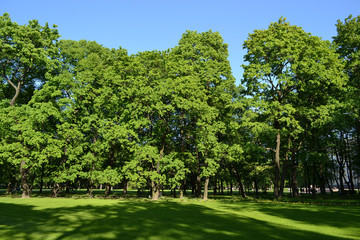 Mikhailovsky Garden.