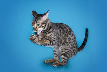 serval kitten playing in the studio on a colored background isol