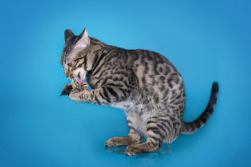 serval kitten playing in the studio on a colored background isol