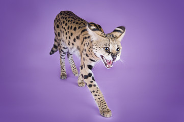 serval kitten playing in the studio on a colored background isol