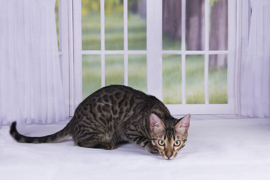 kitten Savannah against the window into the garden