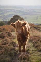 Baby Highland Cow