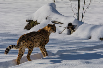 Gepard im Schnee © schulzfoto